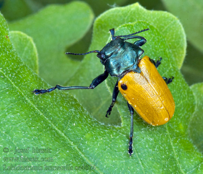 Labidostomis humeralis