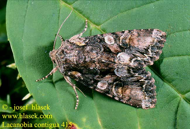 Lacanobia contigua Beautiful Brocade Lichtwald-Blttereule