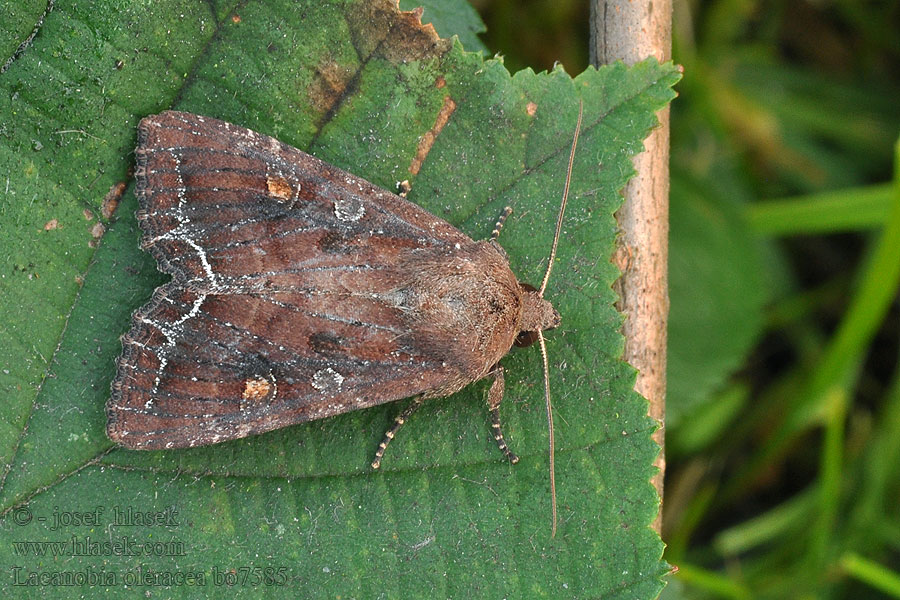 Noctuelle Potagers Noctuido hortalizas