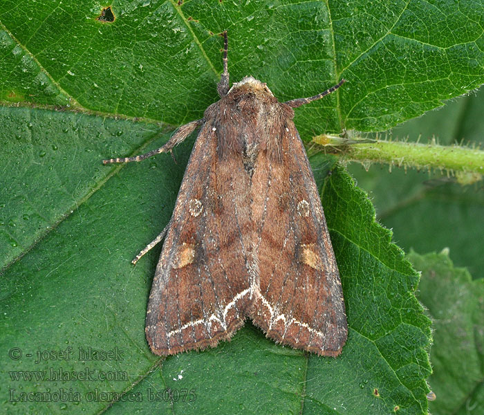 Groente-uil Bright-line Brown-eye Daržinis pelėdgalvis