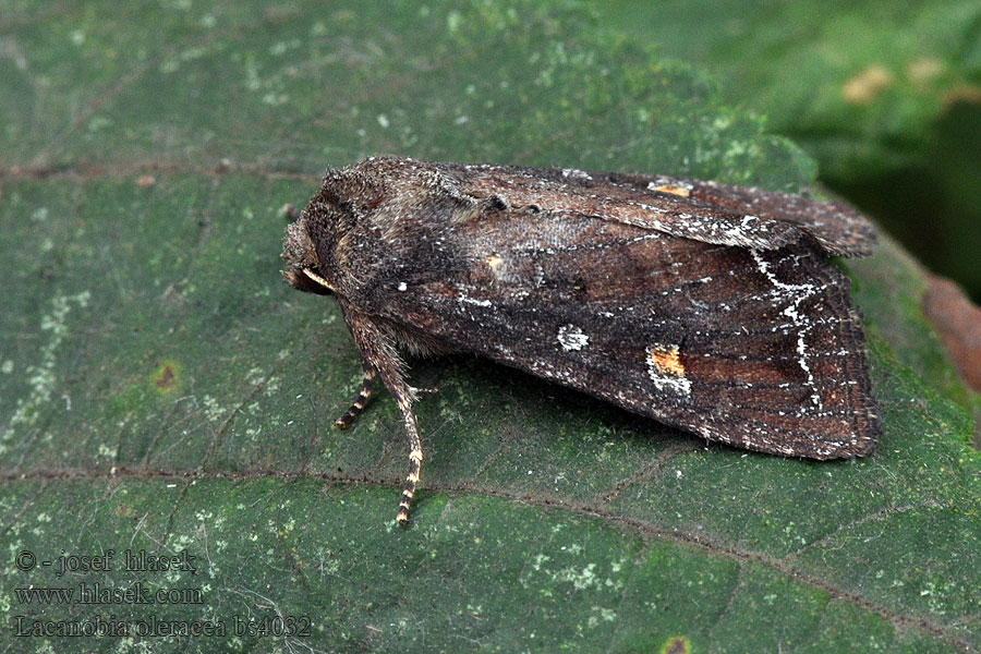 Hagelundfly Nóctua hortas Ночница огородная