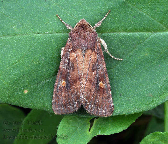 Gemueseeule Lacanobia oleracea