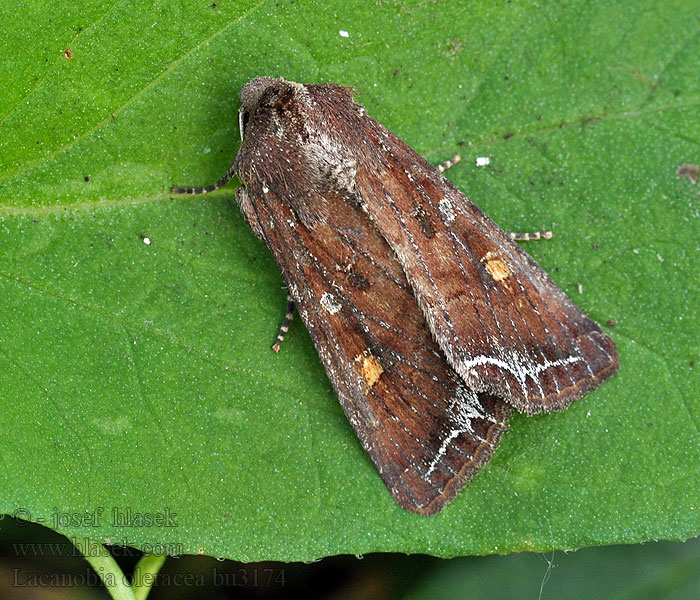 Můra kapustová Lacanobia oleracea