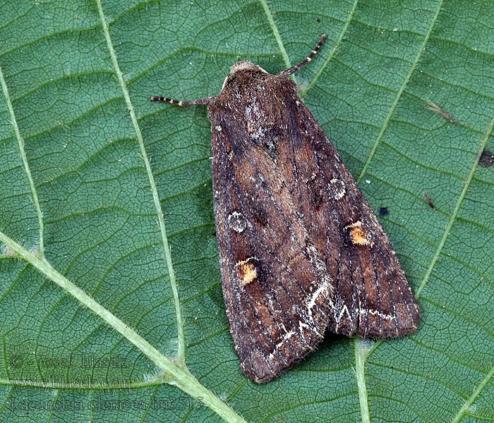 Haveugle Lacanobia oleracea