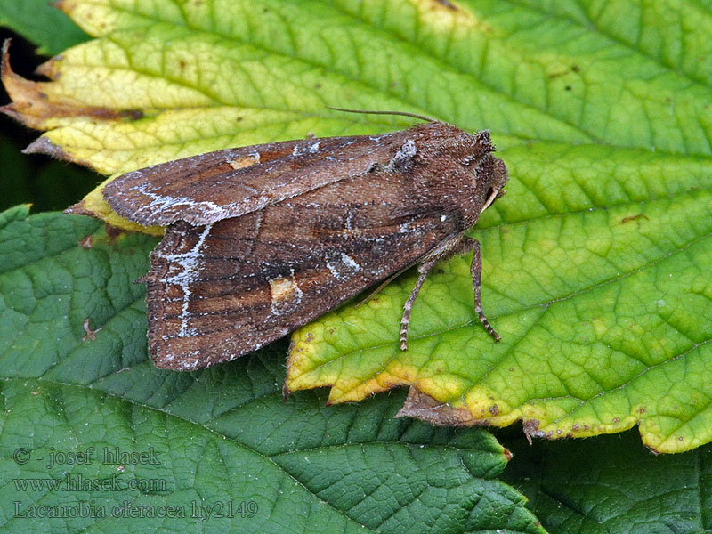 Noctuelle Potagers Lacanobia oleracea