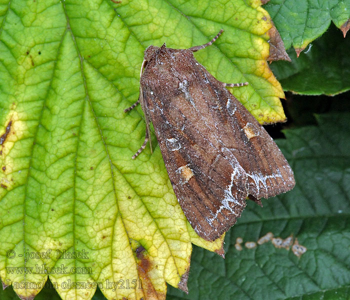 Noctuido hortalizas Lacanobia oleracea