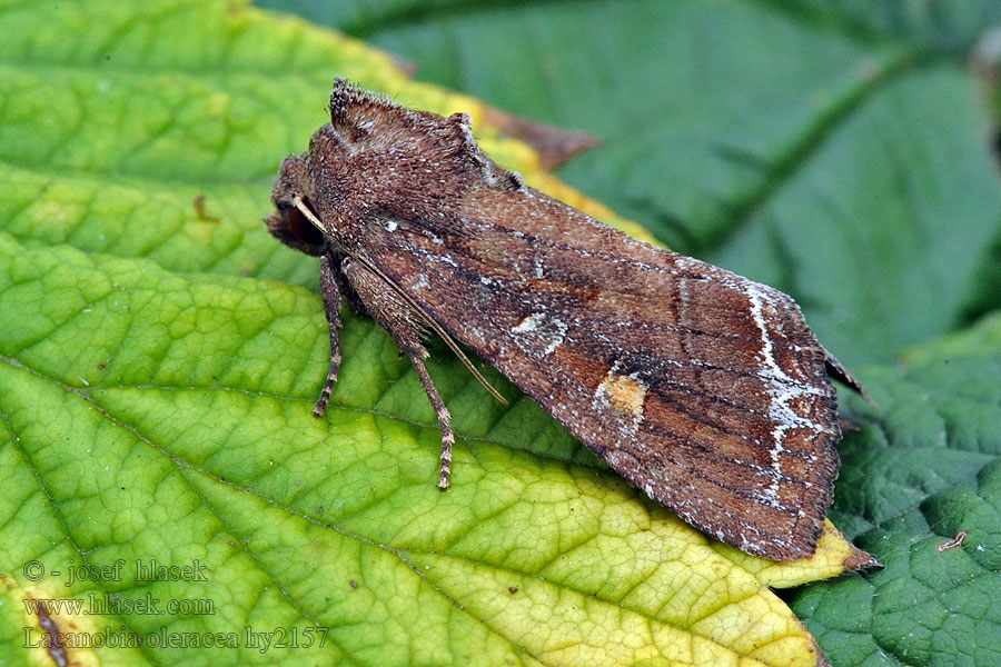 Groente-uil Lacanobia oleracea