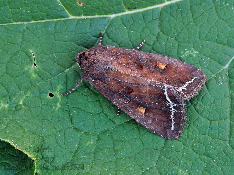 Bright-line Brown-eye Lacanobia oleracea