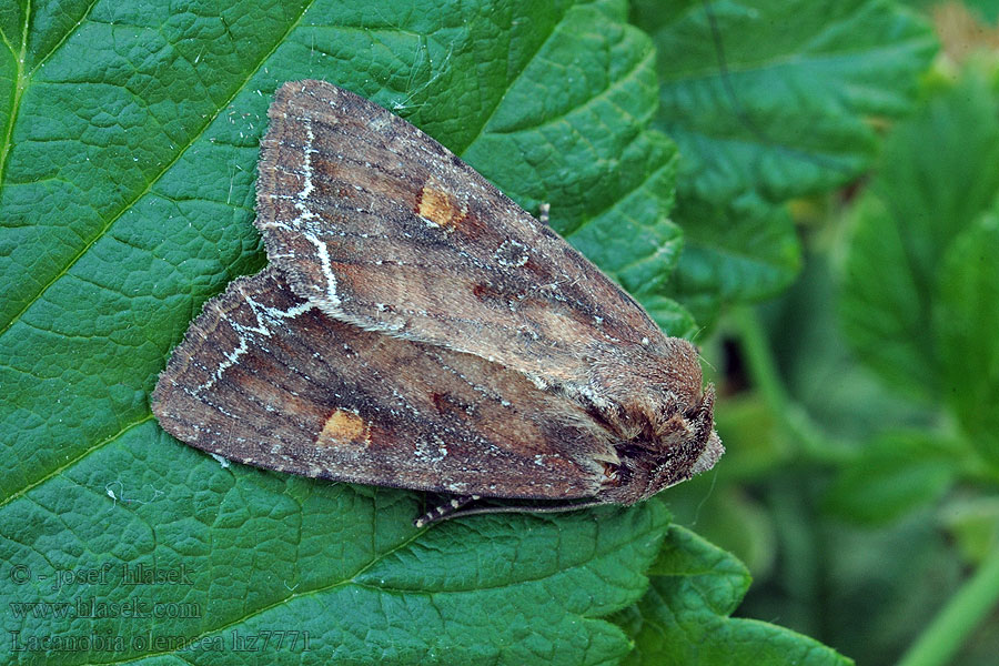 Ночница огородная Mora kelová Lacanobia oleracea