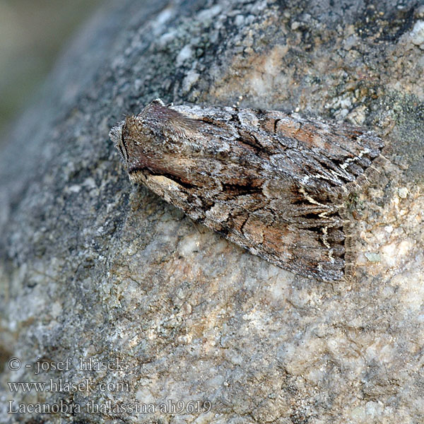 Lacanobia thalassina Heidelbeerwald-Blättereule Můra březová Vinrød grønsagsugle Pensastarhayökkönen Noctuelle thalassine W-uil Pale-shouldered Brocade Dirvinis pelėdgalvis Busklundfly Piętnówka lśnica Mora ožinová Brunt lundfly Borbolya-veteménybagoly Совка садовая серо-бурая