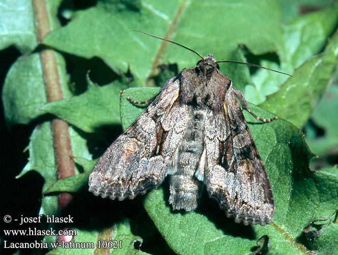 Lacanobia w-latinum Ginstereule Můra kručinková Light Brocade Mora zeleninová