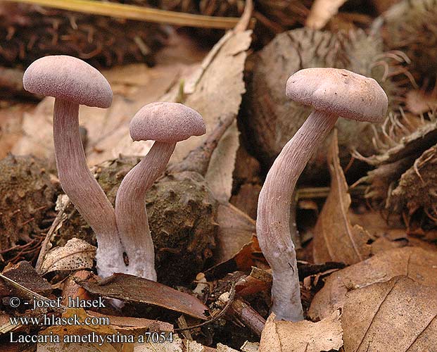 Laccaria amethystina Amethyst Deceiver Violet ametysthat Lehtolohisieni Laccaire Clitocybe améthyste Amethistzwam Lila pénzecskegomba Violetter Lacktrichterling Lakówka ametystowa Lakovka ametystová Pimpinela morada Ametistskivling Agaricus amethystinus Laccaria amethystea Omphalia amethysteus Ametystsopp Лаковица лиловая