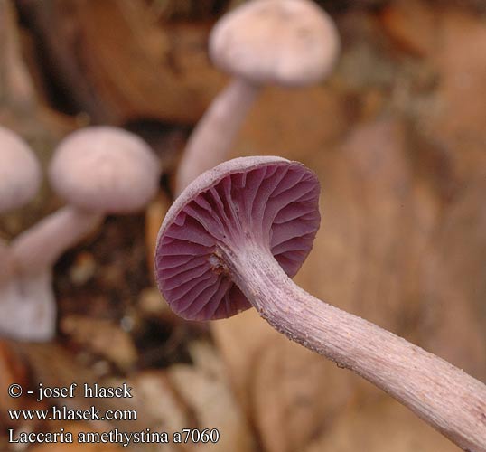 Laccaria amethystina Laccaire Clitocybe améthyste Amethistzwam Lila pénzecskegomba Violetter Lacktrichterling Lakówka ametystowa Lakovka ametystová Pimpinela morada Ametistskivling Agaricus amethystinus Laccaria amethystea Omphalia amethysteus Ametystsopp Лаковица лиловая Amethyst Deceiver Violet ametysthat Lehtolohisieni