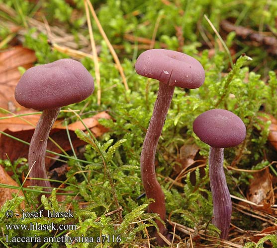 Laccaria amethystina Violetter Lacktrichterling Lakówka ametystowa Lakovka ametystová Pimpinela morada Ametistskivling Agaricus amethystinus Laccaria amethystea Omphalia amethysteus Ametystsopp Лаковица лиловая Amethyst Deceiver Violet ametysthat Lehtolohisieni Laccaire Clitocybe améthyste Amethistzwam Lila pénzecskegomba