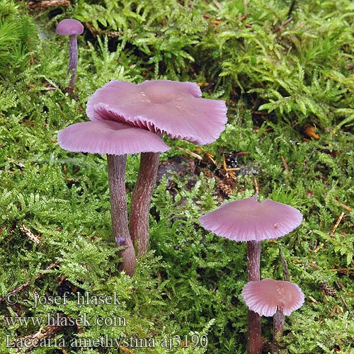 Laccaria amethystina Lakovka ametystová Pimpinela morada Ametistskivling Agaricus amethystinus Laccaria amethystea Omphalia amethysteus Ametystsopp Лаковица лиловая Amethyst Deceiver Violet ametysthat Lehtolohisieni Laccaire Clitocybe améthyste Amethistzwam Lila pénzecskegomba Violetter Lacktrichterling Lakówka ametystowa