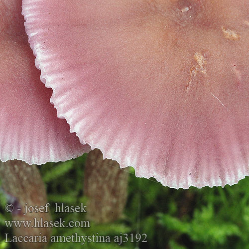 Laccaria amethystina Agaricus amethystinus Laccaria amethystea Omphalia amethysteus Ametystsopp Лаковица лиловая Amethyst Deceiver Violet ametysthat Lehtolohisieni Laccaire Clitocybe améthyste Amethistzwam Lila pénzecskegomba Violetter Lacktrichterling Lakówka ametystowa Lakovka ametystová Pimpinela morada Ametistskivling