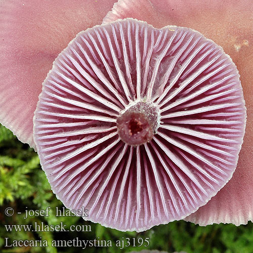 Laccaria amethystina aj3195