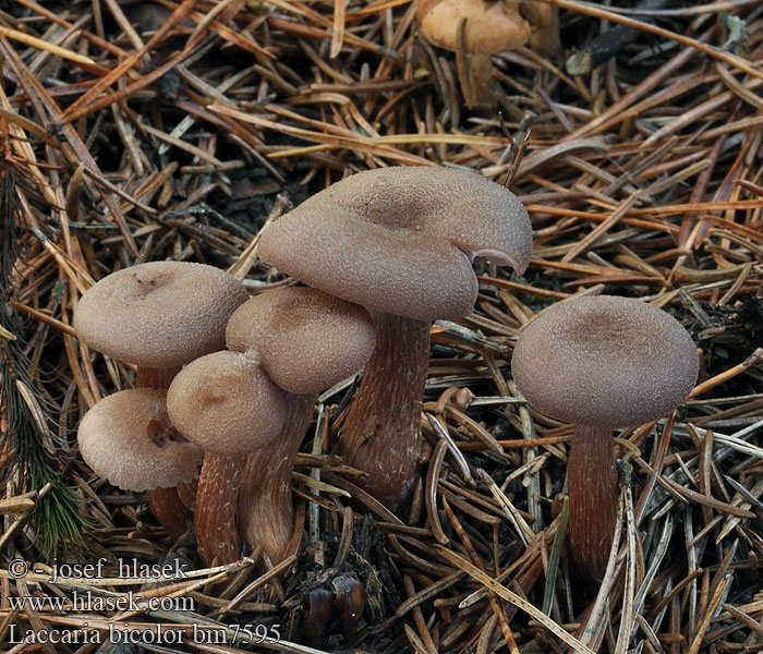 Laccaria bicolor Лаковица двуцветная Lakovka dvoubarvá dvojfarebná Kangaslohisieni Tvåfärgad laxskivling Zweifarbiger Lacktrichterling Dvispalvė lakabudė Lakówka dwubarwna Tofargelakssopp Kétszínű pénzecskegomba Tweekleurige fopzwam Clitocybe laqué bicolore Kangaslohisieni Tvefarvet Ametysthat