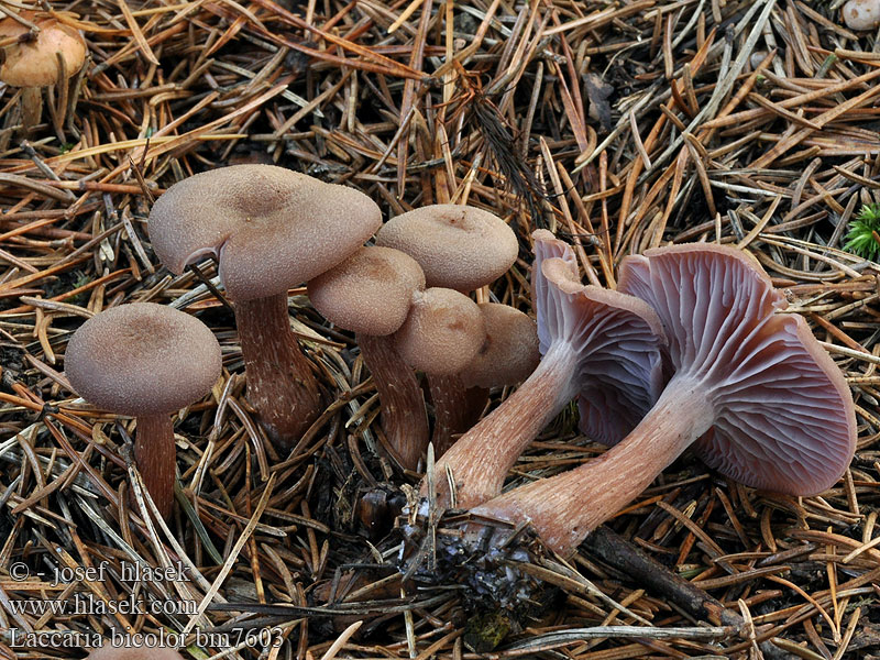 Laccaria bicolor bm7603