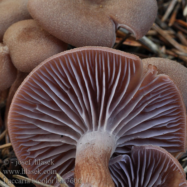 Laccaria bicolor bm7606