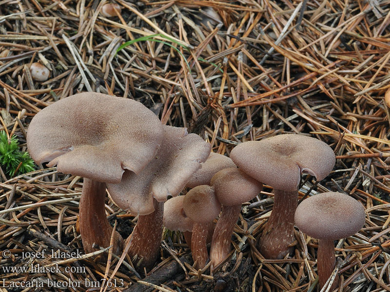 Lakówka dwubarwna Tofargelakssopp Kétszínű pénzecskegomba Tweekleurige fopzwam Clitocybe laqué bicolore Kangaslohisieni Tvefarvet Ametysthat Laccaria bicolor Лаковица двуцветная Lakovka dvoubarvá dvojfarebná Kangaslohisieni Tvåfärgad laxskivling Zweifarbiger Lacktrichterling Dvispalvė lakabudė