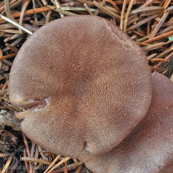 Laccaria bicolor bm7615