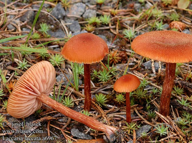 Laccaria laccata Deceiver Rød ametysthat lohisieni Laccaire laqué Gewone fopzwam Húsbarna pénzecskegomba Roter Lacktrichterling lakówka pospolita Lakovka obyčajná lakovka obecná Laxskivling Clitocybe pallidifolia scotica tetraspora Omphalia farinacea Vanlig lakssopp Лаковица розовая キツネタケ