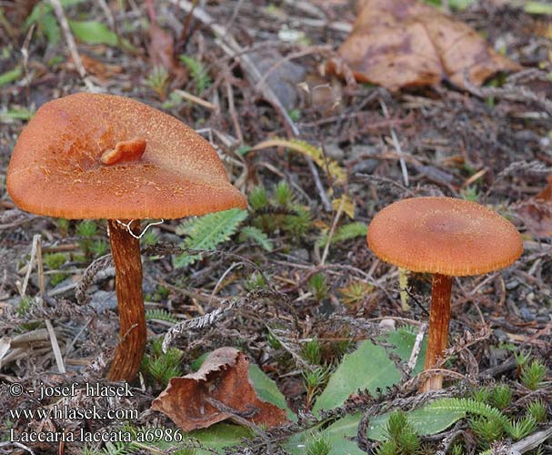 Laccaria laccata Roter Lacktrichterling lakówka pospolita Lakovka obyčajná lakovka obecná Laxskivling Clitocybe pallidifolia scotica tetraspora Omphalia farinacea Vanlig lakssopp Лаковица розовая キツネタケ Deceiver Rød ametysthat lohisieni Laccaire laqué Gewone fopzwam Húsbarna pénzecskegomba