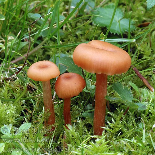 Laccaire laqué Gewone fopzwam Húsbarna pénzecskegomba Roter Lacktrichterling Lakówka pospolita Lakovka obyčajná obecná Laxskivling Clitocybe pallidifolia scotica tetraspora Omphalia farinacea Vanlig lakssopp Лаковица розовая キツネタケ Laccaria laccata Deceiver Rød ametysthat Lohisieni