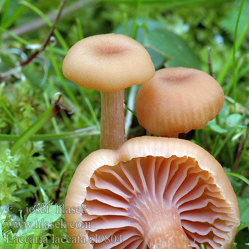 Roter Lacktrichterling Lakówka pospolita Lakovka obyčajná obecná Laxskivling Clitocybe pallidifolia scotica tetraspora Omphalia farinacea Vanlig lakssopp Лаковица розовая キツネタケ Laccaria laccata Deceiver Rød ametysthat Lohisieni Laccaire laqué Gewone fopzwam Húsbarna pénzecskegomba