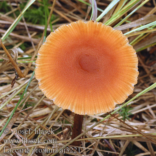 Laccaria proxima Isolohisieni Laccaire proxima Stor lakssopp