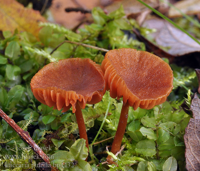 Laccaria pumila Lakovka drobná Zwerg-Lacktrichterling