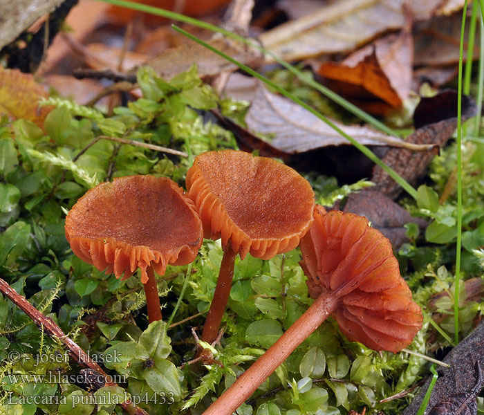 Laccaria pumila Zwerg-Lacktrichterling Kleine fopzwam