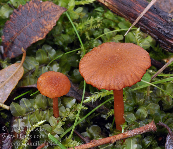 Laccaria pumila bp4443