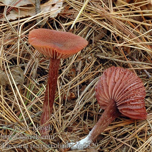 Laccaria purpureobadia ag2329