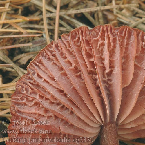 Laccaria purpureobadia ag2339