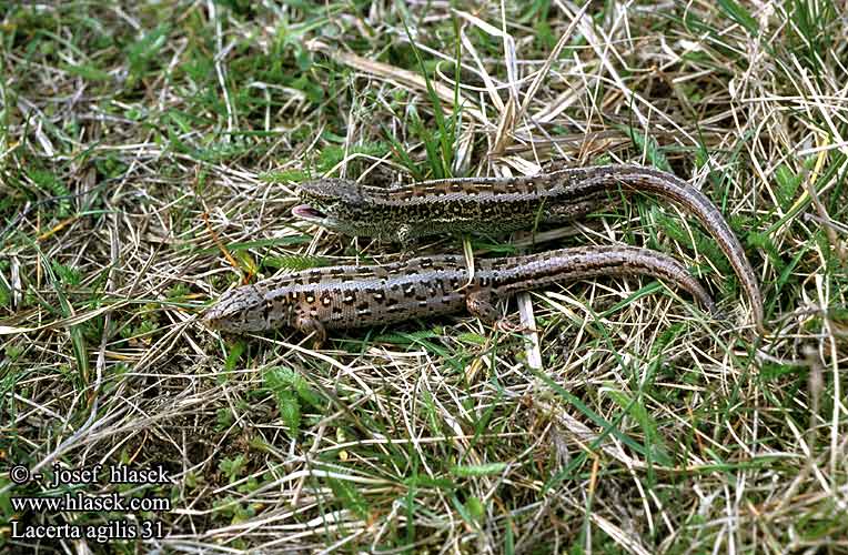 Lacerta agilis Zauneidechse Sand lizard Sand-lizard lagarto