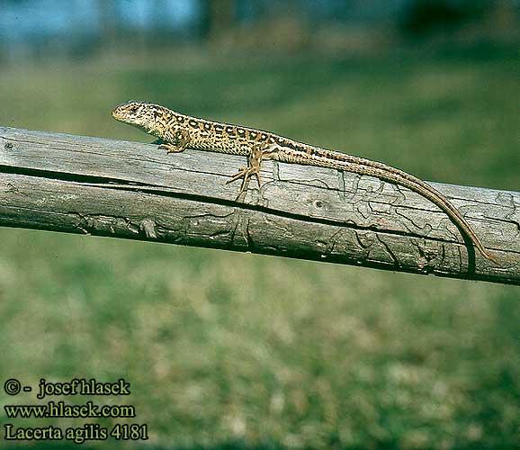 Lacerta agilis lagarto ágil Lucertola degli arbusti