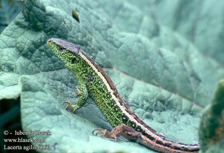 Lacerta agilis Lucertola degli arbusti Ještěrka obecná