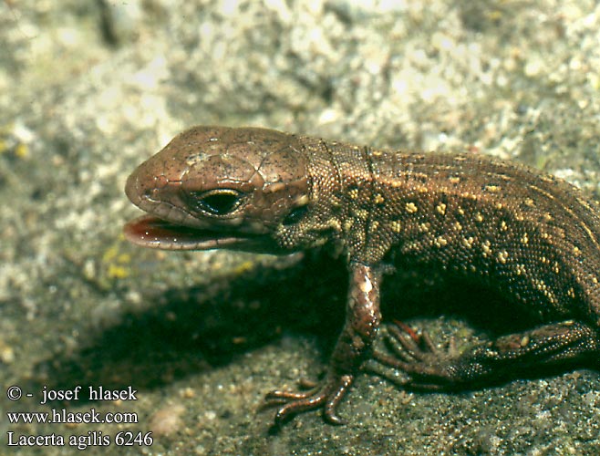 Lacerta agilis Ještěrka obecná Kars Kertenkelesi