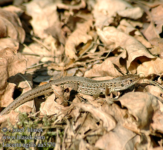 Lacerta agilis Lézard des souches Jaszczurka zwinka