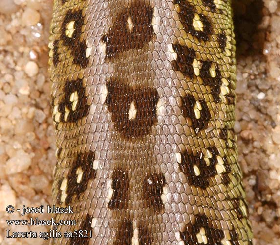 Lacerta agilis Jaszczurka zwinka Jašterica bystrá