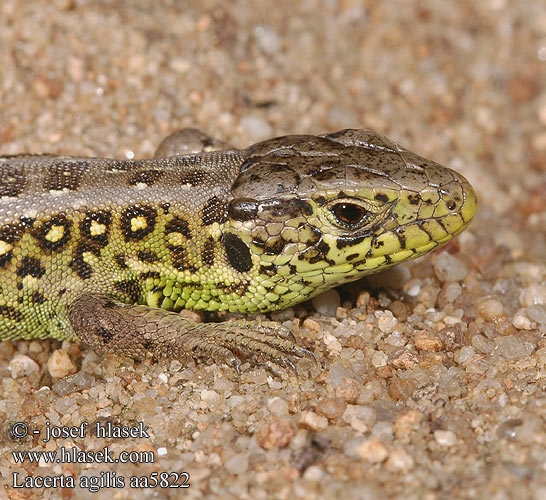 Lacerta agilis jašterica bystrá Hietasisilisko