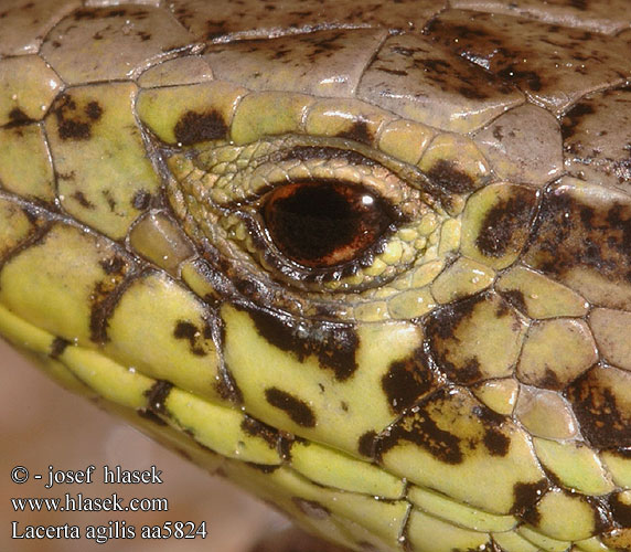 Lacerta agilis Hietasisilisko Fürge gyík Markfirben