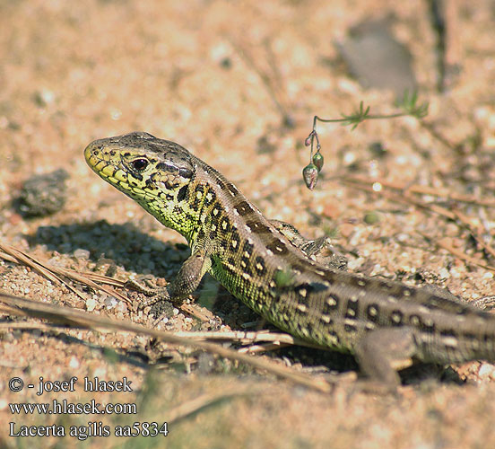 Lacerta agilis Markfirben прыткая ящерица