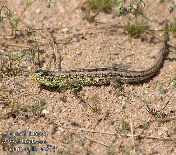 Lacerta agilis прыткая ящерица Zauneidechse