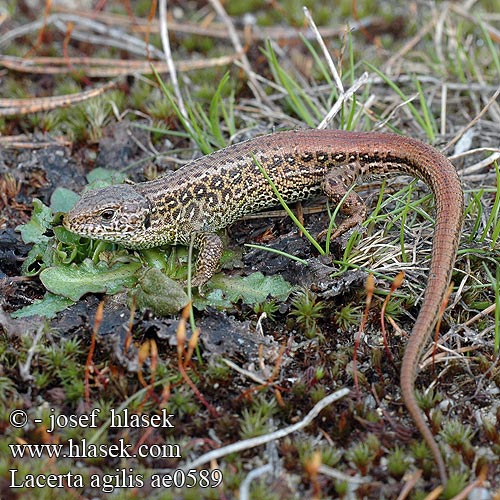 Lacerta agilis Sand lizard Sand-lizard lagarto ágil