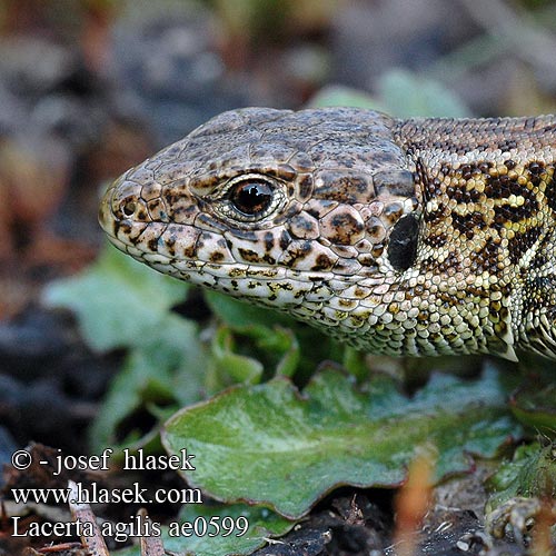 Lacerta agilis lagarto ágil Lucertola degli arbusti