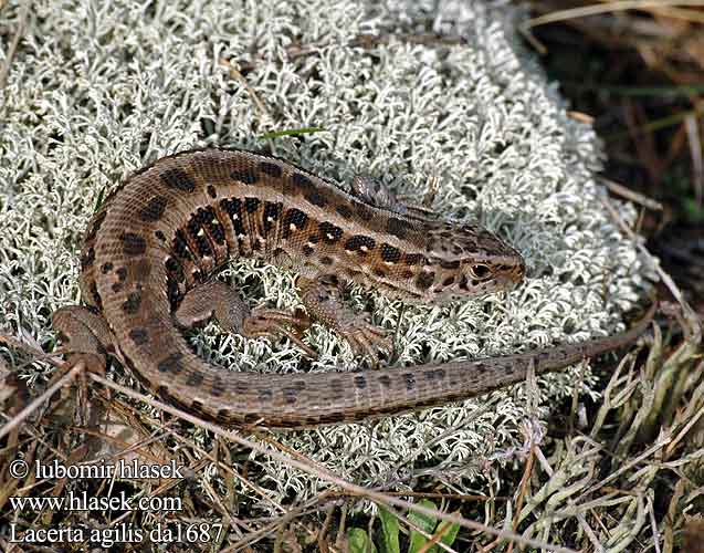 Lacerta agilis Lucertola degli arbusti ještěrka obecná