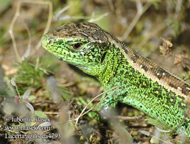 Lacerta agilis ještěrka obecná Kars Kertenkelesi